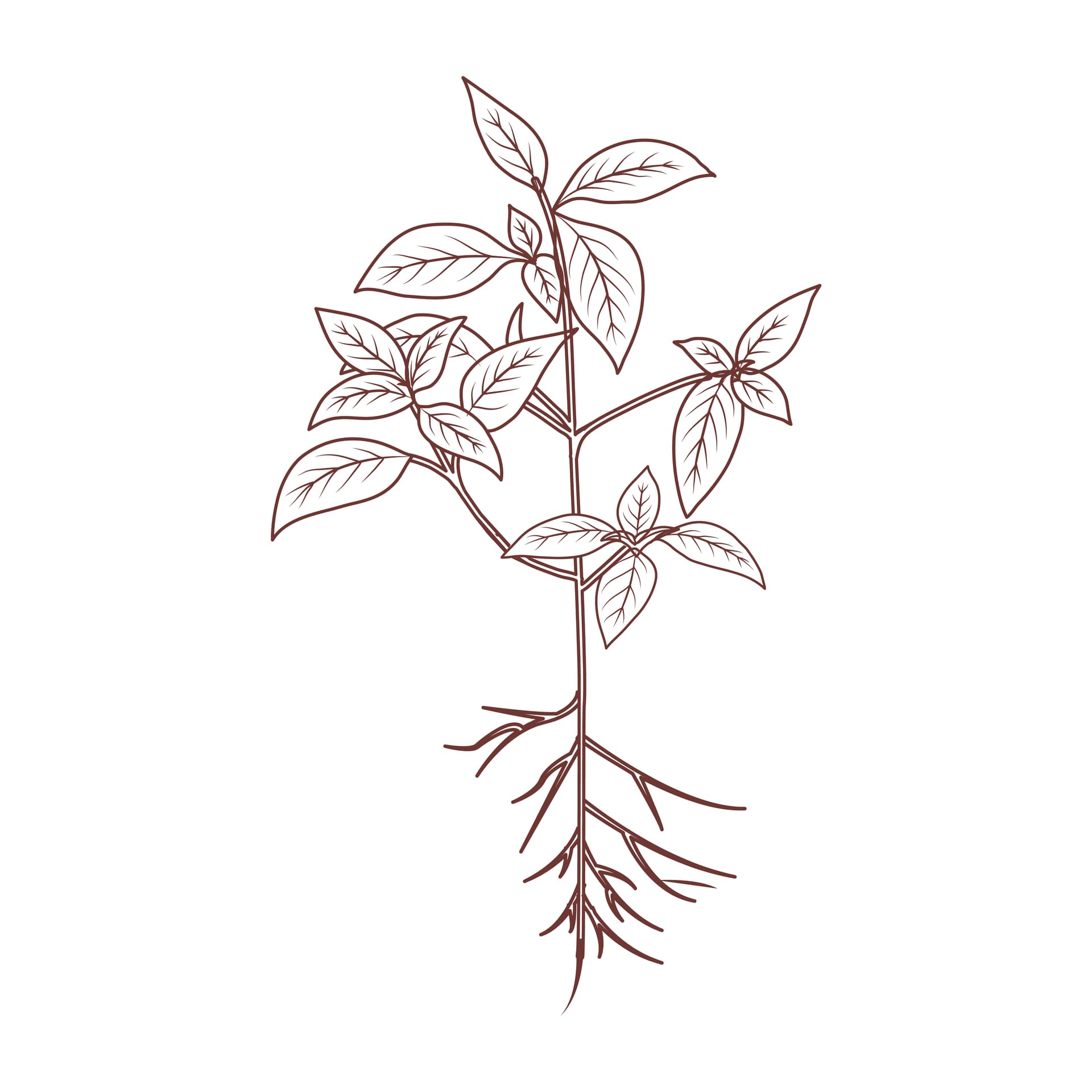 Premium Ethiopian Coffee Beans - High quality green coffee beans ready for roasting