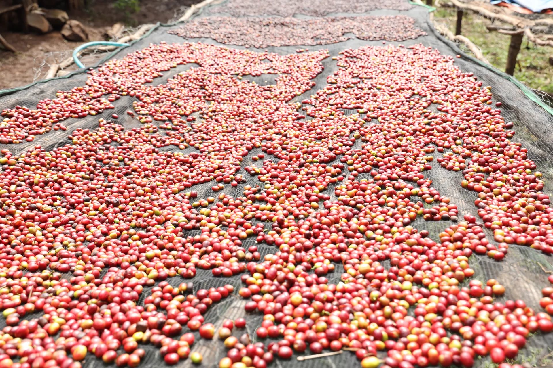 Harar - Natural process Ethiopian coffee region