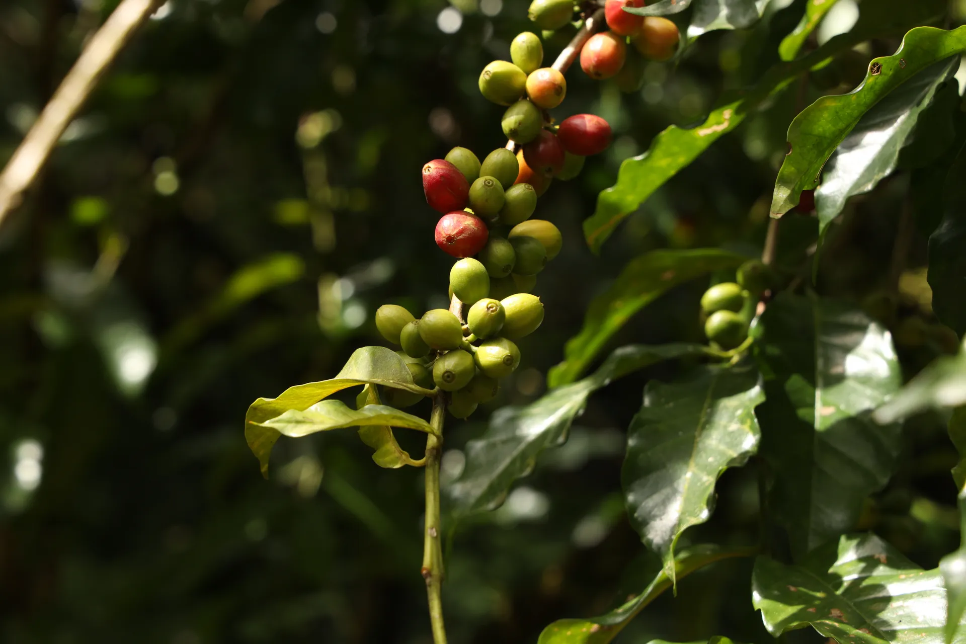 Sidama coffee beans