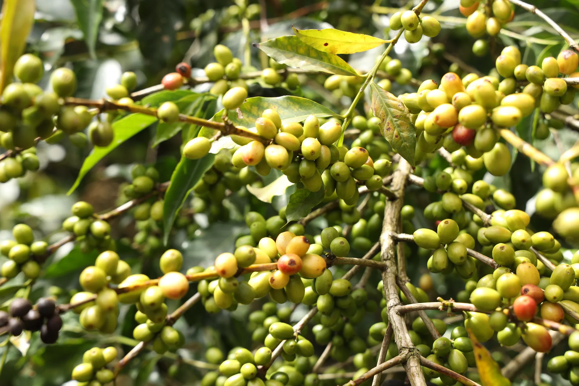 Yirgacheffe coffee beans