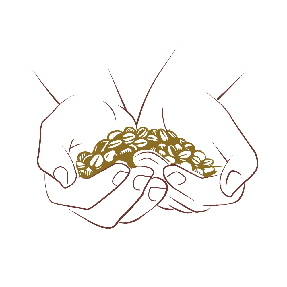 Fresh Coffee Cherries - Ripe red coffee cherries ready for harvest at peak ripeness