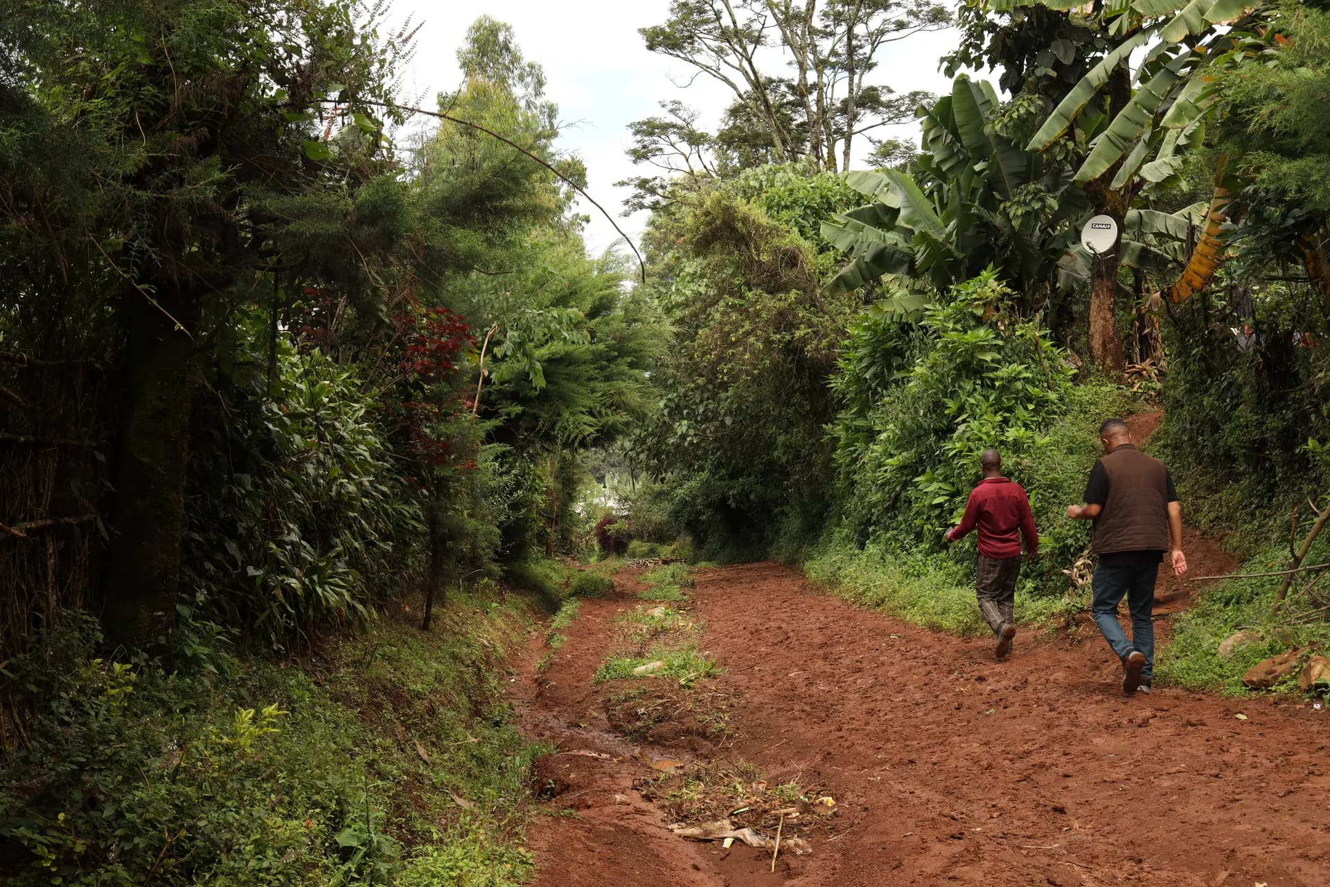 Ethiopian coffee farms in lush highlands