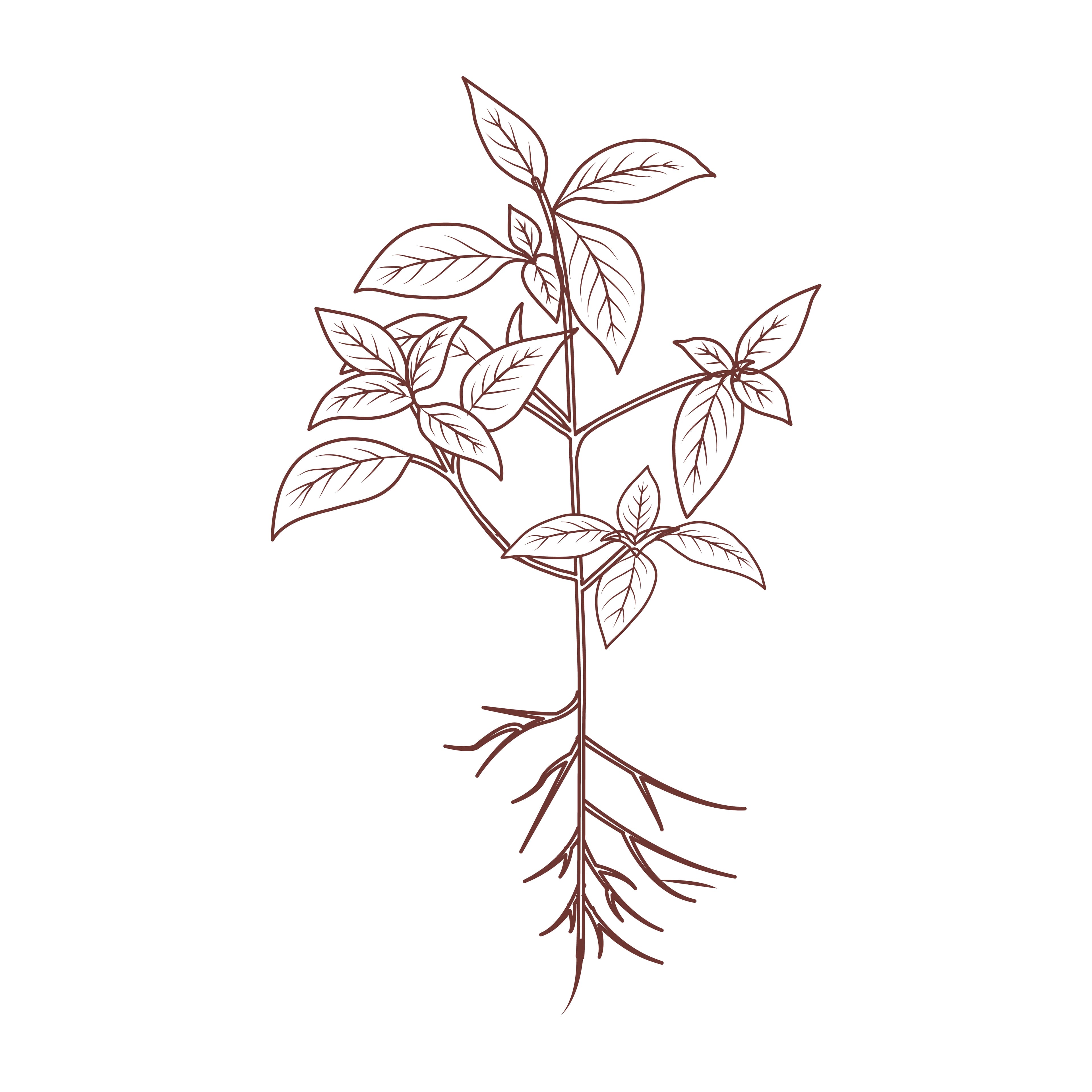 Sustainable Coffee Production - Ethically sourced coffee beans supporting farming communities and environment